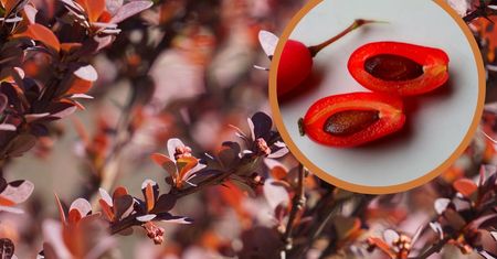 O tych owocach mówią "polskie cytryny". Potężna dawka witaminy C