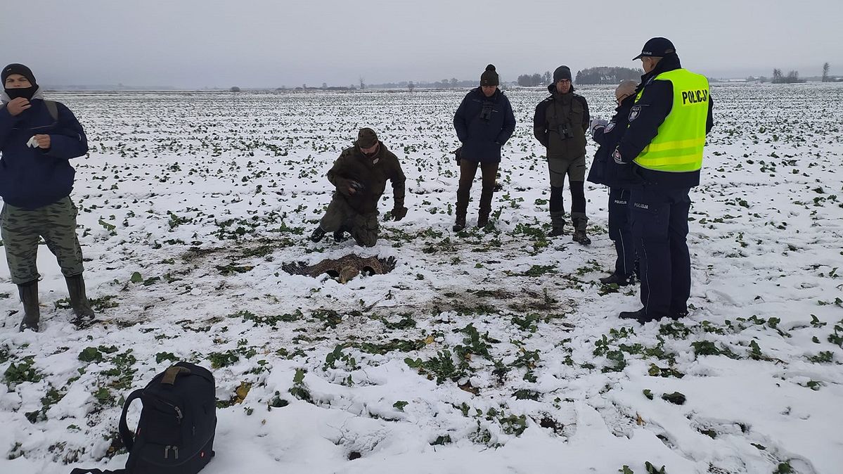 Dzikie ptaki masowo padają na Lubelszczyźnie. Przyrodnicy alarmują