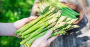Co roku wcześniej? Zapytałam rolniczkę, kiedy będą pierwsze polskie szparagi 2025