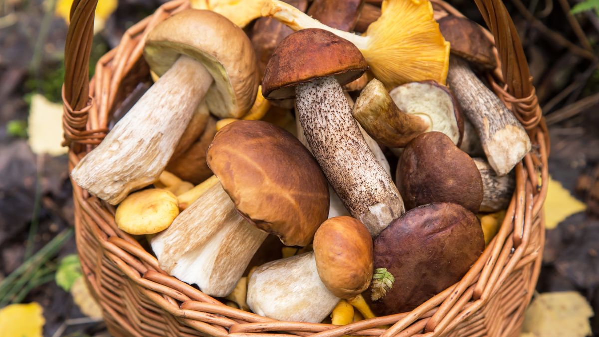 Koszyk pełny grzybów