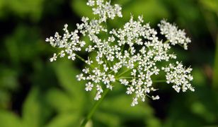 Barszcz Sosnowskiego jest niebezpieczną rośliną