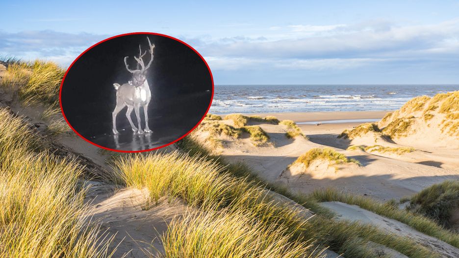 Renifer w końcu dał się schwytać 