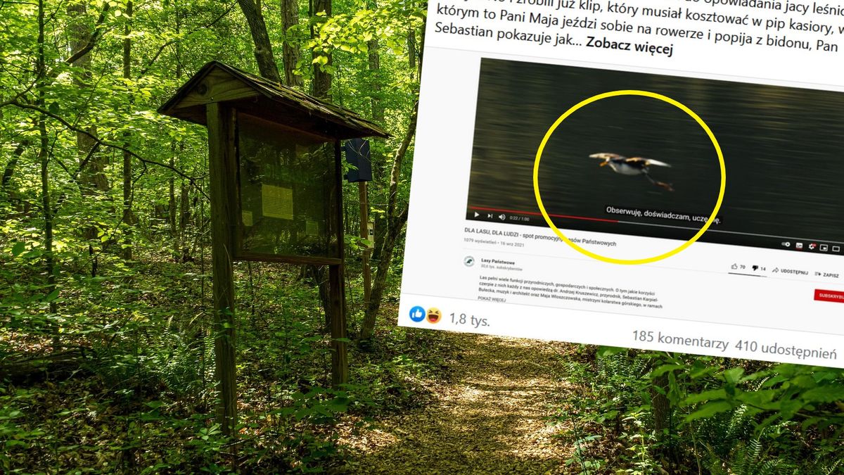 Spot promocyjny Lasów Państwowych "Dla lasu, dla ludzi". 