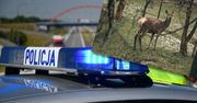 Policjant nie dobił jelenia. Został wydalony ze służby