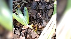 Walka modliszki z szerszeniem. Nagranie z Wigierskiego Parku Narodowego na Suwalszczyźnie