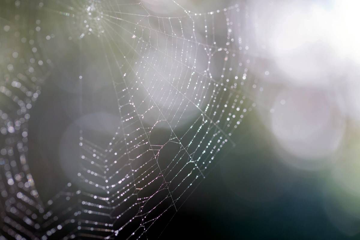 Motyle, pająki i babie lato. To jeszcze jesień czy już zima?