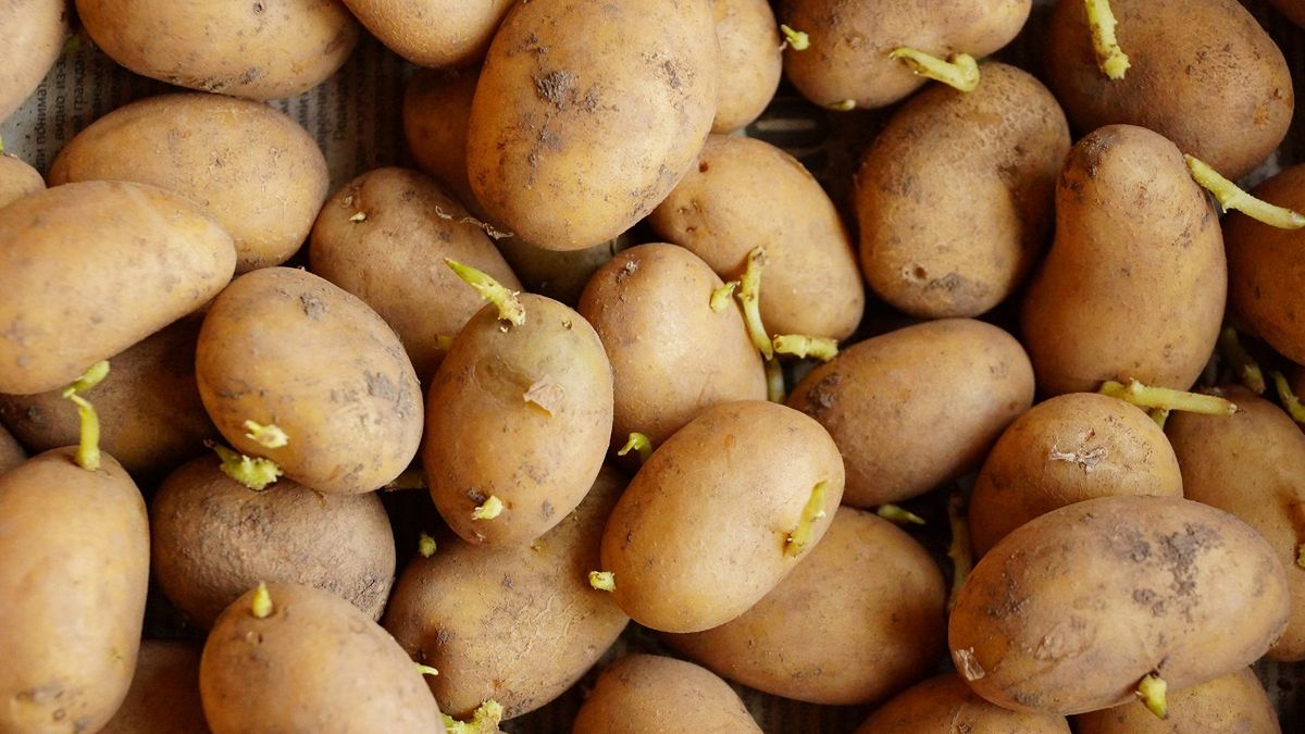 Czy na pewno można jeść kiełkujące ziemniaki? Ekspertka dokładnie tłumaczy