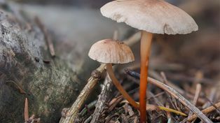 Niepozorny, wątły grzybek. Wytrawni grzybiarze wiedzą, jak jest pyszny i aromatyczny