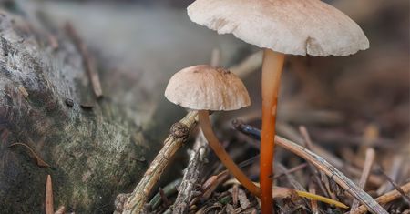 Niepozorny, wątły grzybek. Wytrawni grzybiarze wiedzą, jak jest pyszny i aromatyczny