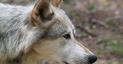 Wilki z Czarnobyla mają zmieniony układ odpornościowy. Wydają się mieć większą odporność na nowotwory
