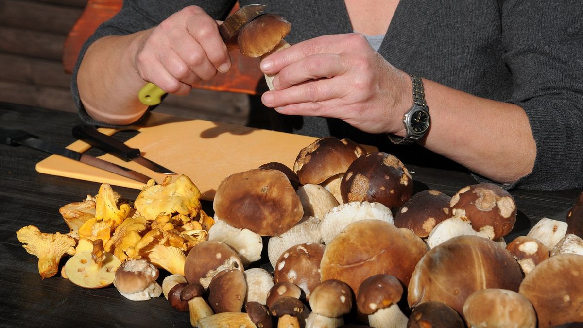 co zrobić z grzybami po przyniesieniu do domu