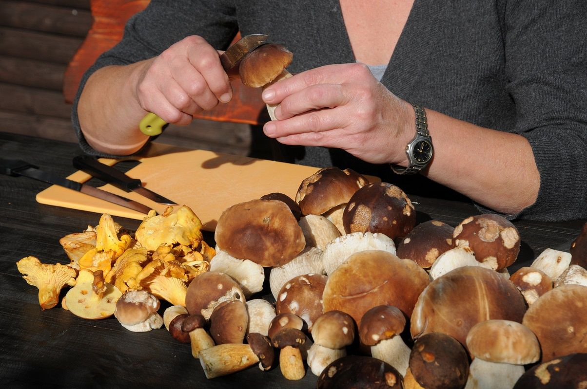 Keep mushrooms fresh: Tips for longer-lasting wild harvest