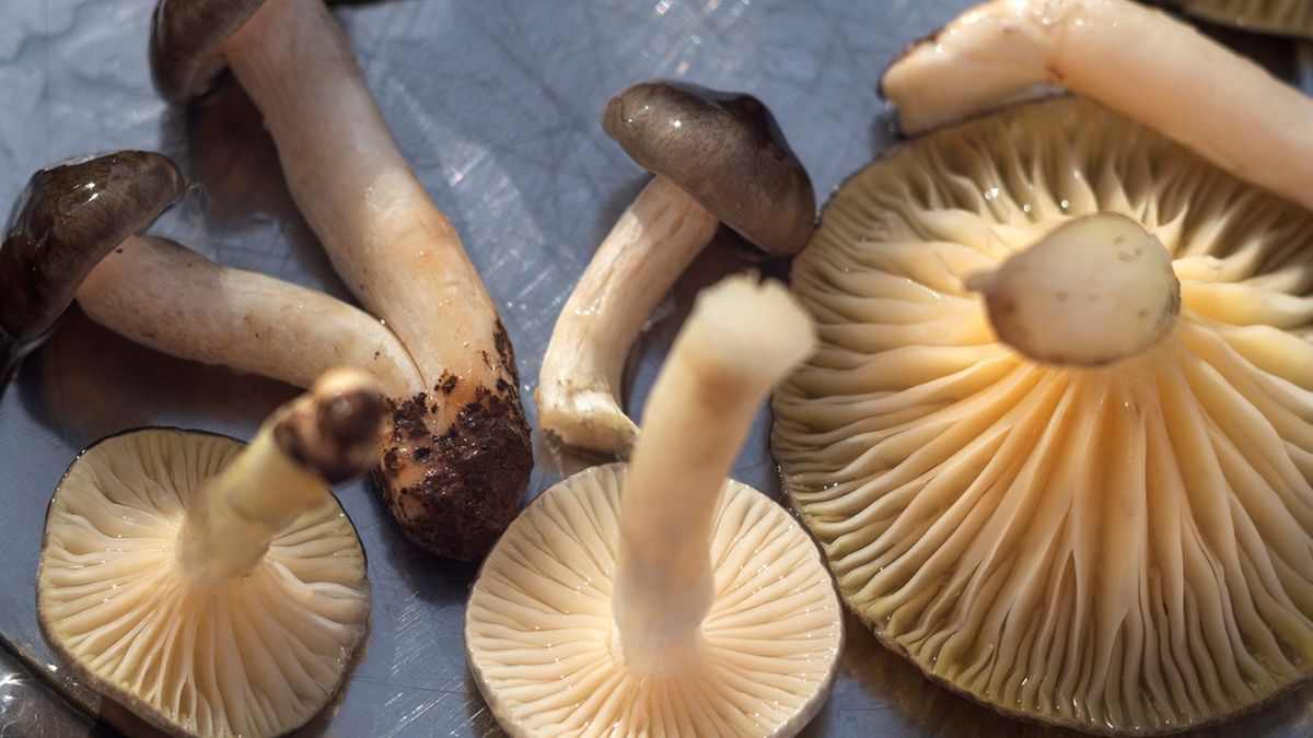 Mało kto go zbiera, a do marynowania jest lepszy od prawdziwków