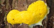 Nietypowy organizm w polskich lasach. Czym jest "masło czarownicy"