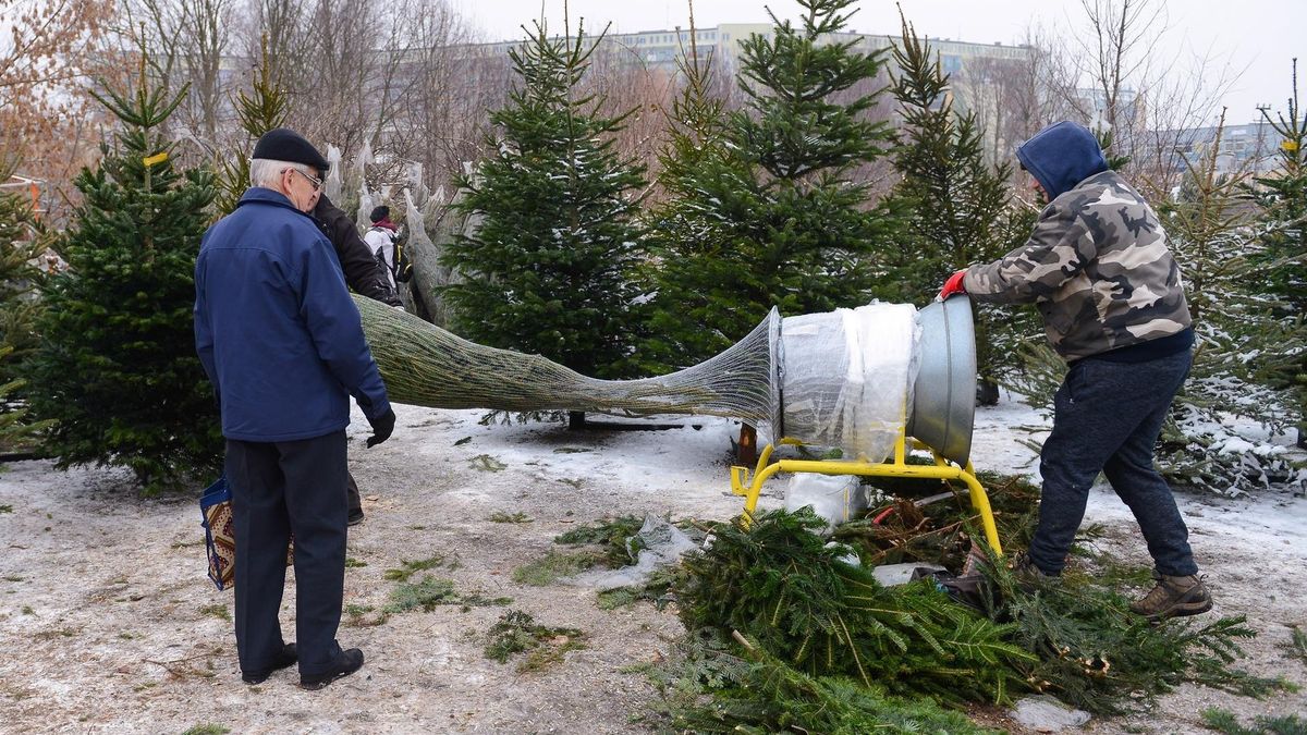 Ceny choinek są najwyższe w stolicy i we Wrocławiu. Rekordzistę znaleźliśmy jednak w Krakowie