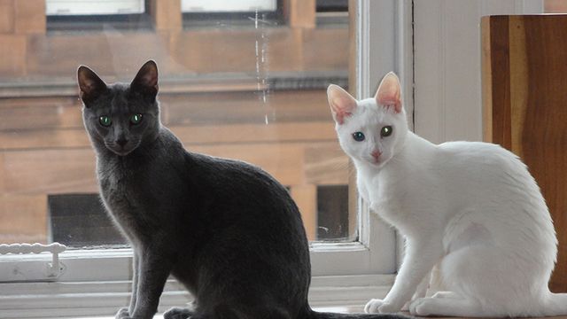 Komputer kwantowy IBM - mamy przełom! 1