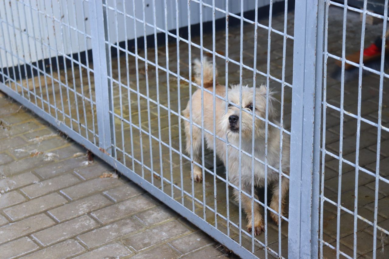Łęczyca: Nawet 1500 zł za adopcję psa ze schroniska