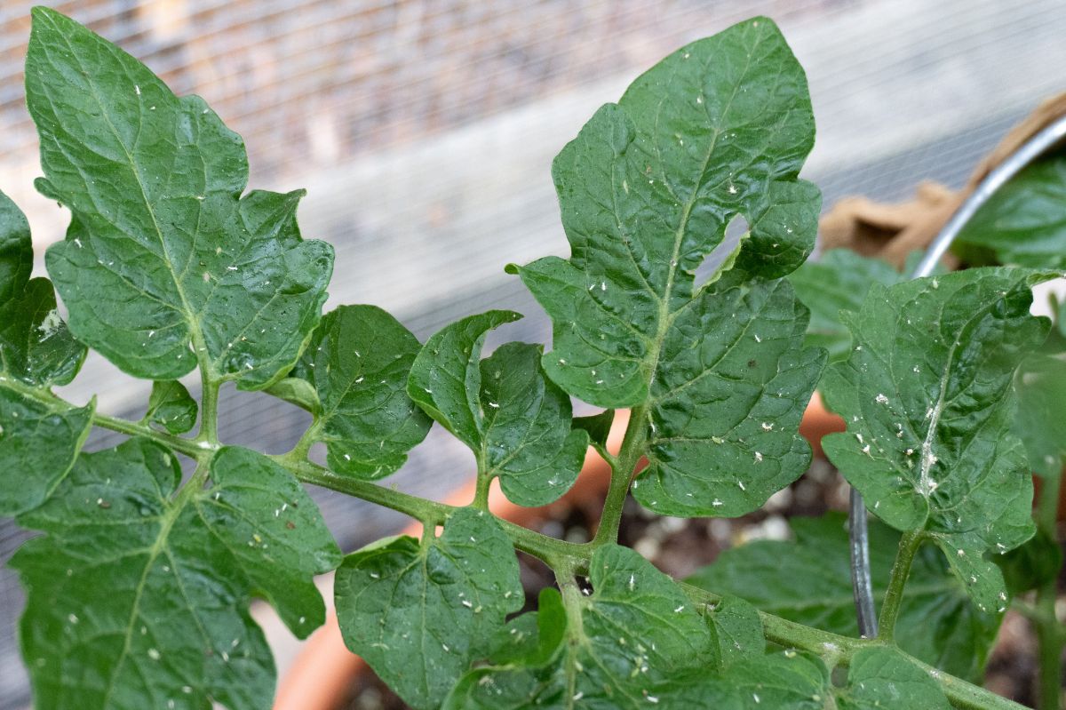 Natural solution to aphids and ants: The magic of chili powder