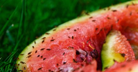 Jak pozbyć się muszek owocówek? 5 domowych sposobów na muszki