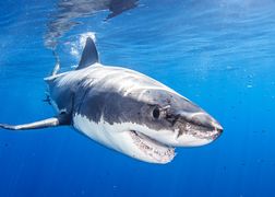Discovery Channel HD Niezwykłe rekiny z Ameryki