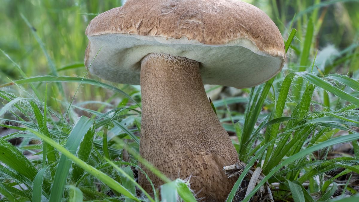 Borowik usiatkowany pojawił się w lasach