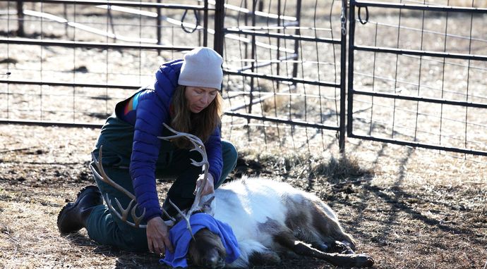 Weterynarz z powołania 8