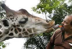 Żyrafa znokautowała pracowniczkę zoo; chciała się bawić