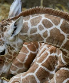 Nowa żyrafka w niemieckim zoo
