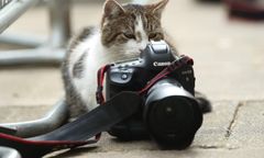 Wielka Brytania. Kot, który zatrzymał Trumpa. Larry obchodzi 10. rocznicę służby na Downing Street