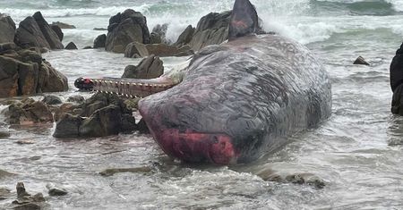 Przerażający widok na australijskiej plaży. Nie wiadomo, jak do tego doszło