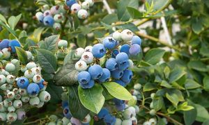 Borówka amerykańska. Zabiegi, które gwarantują wysyp owoców