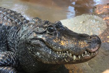 To najstarsze zwierzę w Europie. Aligator z Płocka kończy 95 lat