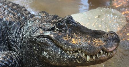 To najstarsze zwierzę w Europie. Aligator z Płocka kończy 95 lat
