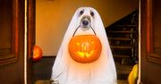 Gadżety na Halloween