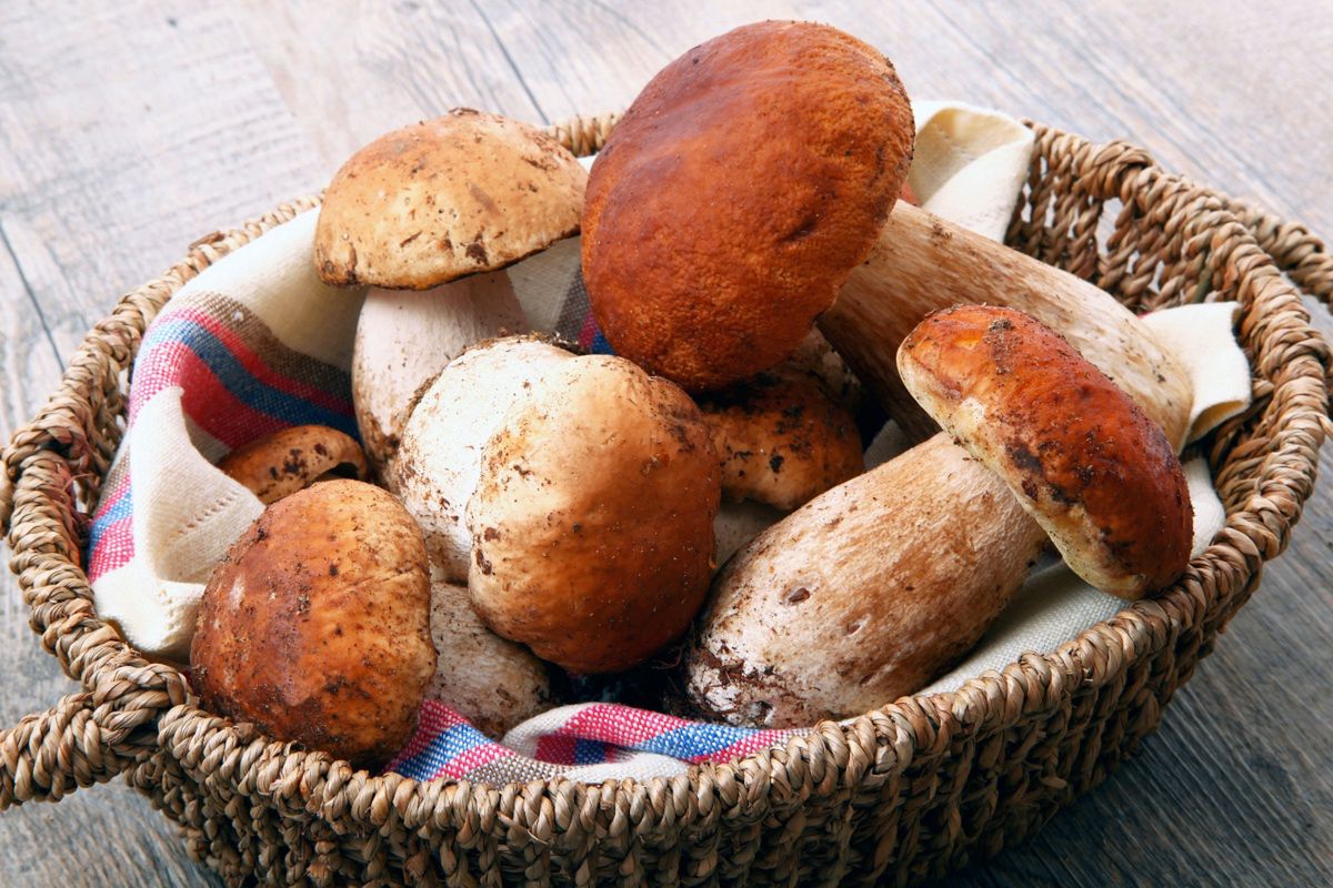 Rzeszów: Ile kosztują świeże grzyby na Hali Targowej?