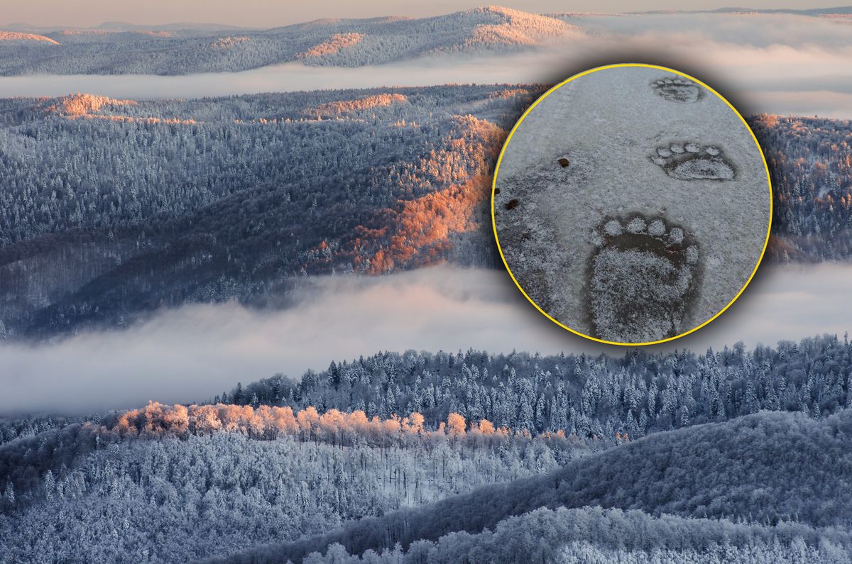 Leśnicy z Bieszczad pokazali zdjęcie tropów niedźwiedzia 