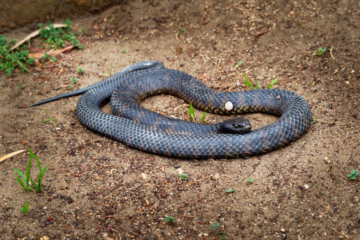 Nibykobra siatkowana (Pseudonaja textilis) 