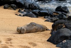 Niezwykły gość na izraelskiej plaży. "Pomyślałem, że to delfin"