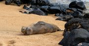 Niezwykły gość na izraelskiej plaży. "Pomyślałem, że to delfin"