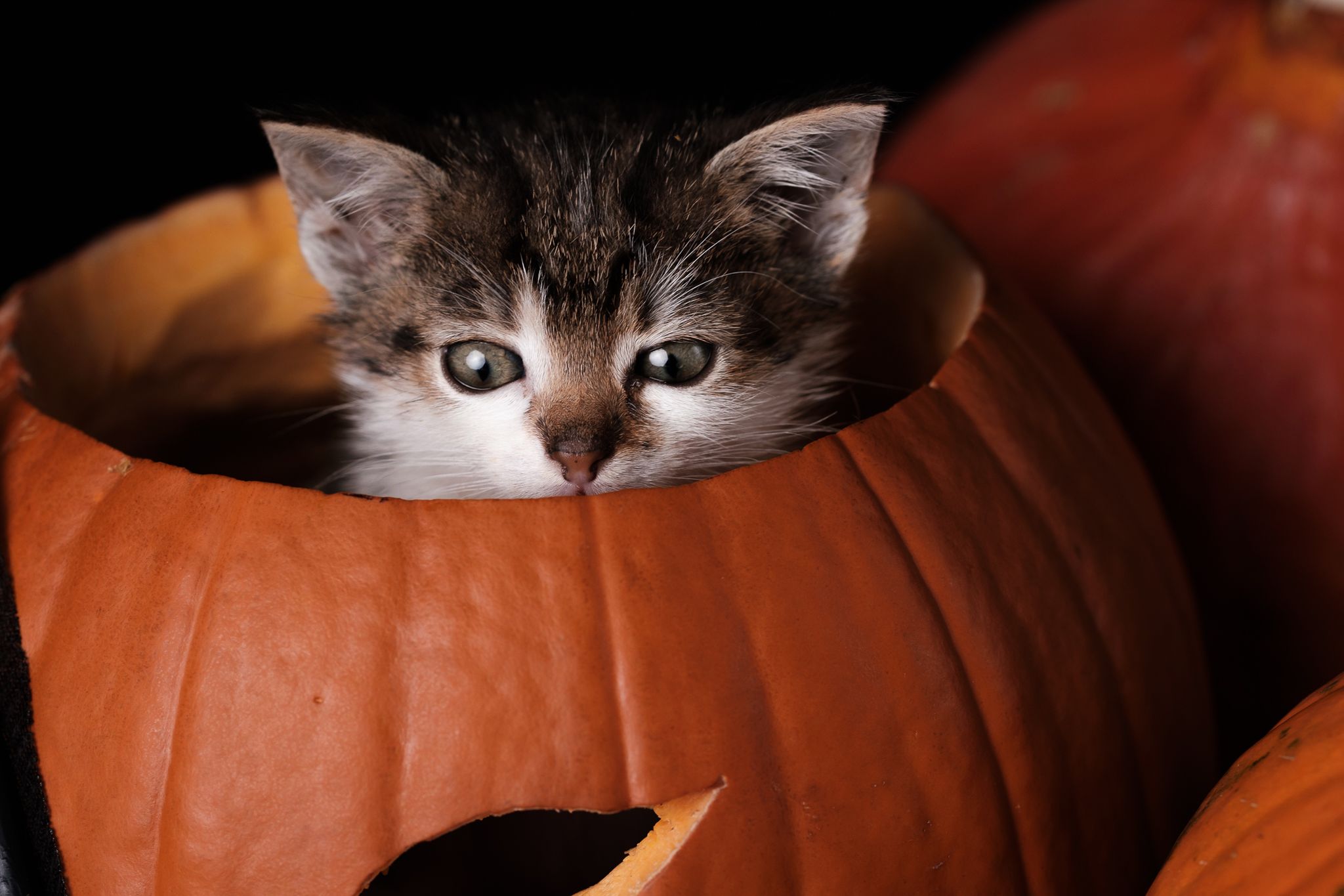 Halloween 2019: Zrobiłem sesję w schronisku, by pomóc w adopcji zwierząt 14