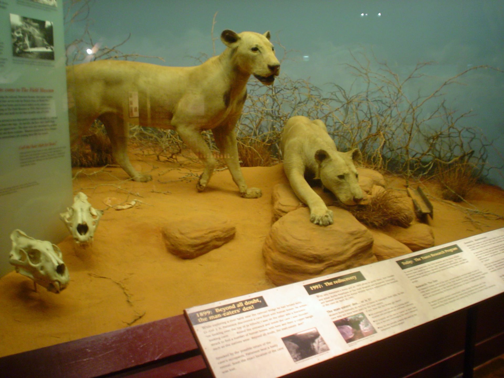 Ludojady z Tsavo