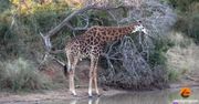 Okaleczona żyrafa próbuje żyć normalnie. Wyjątkowe nagranie z RPA