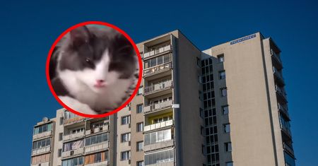 Kot wypadł z okna. Właścicielka odkryła prawdę po sześciu latach