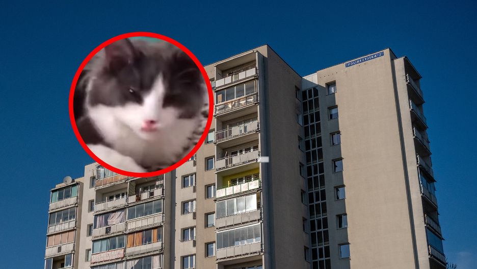 Właściciel odkrył prawdę po sześciu latach