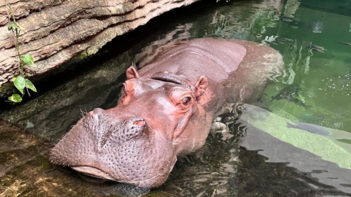 Pelagia obchodzi 40. urodziny