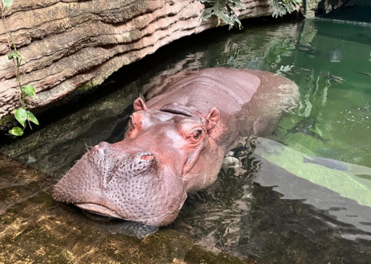 Wyjątkowe urodziny w warszawskim zoo. Pelagia skończyła 40 lat