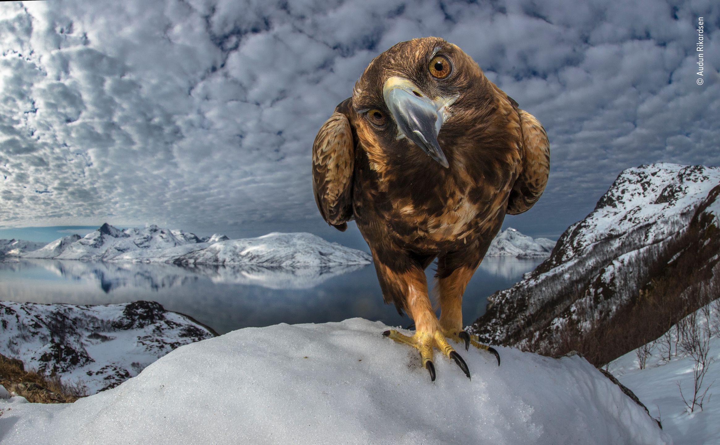 Finaliści nagrody publiczności w konkursie Wildlife Photographer of the Year 2019 4