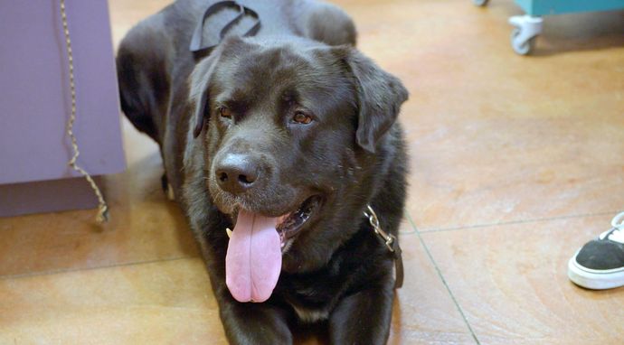 Weterynarz z powołania