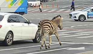 Zebra biegała po ulicy. Mieszkańcy nie dowierzali