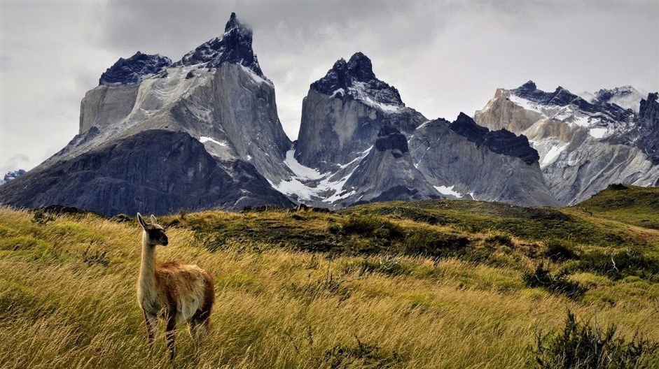 Guanako w Parku Torres del Paine 